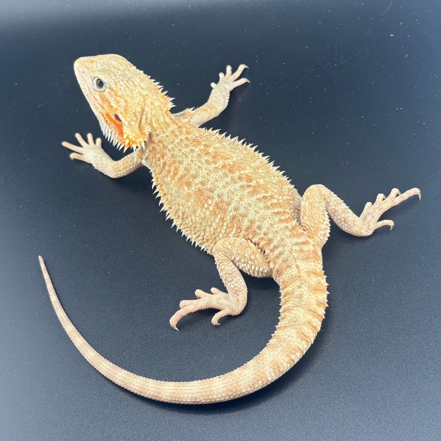 Citrus G stripe 808