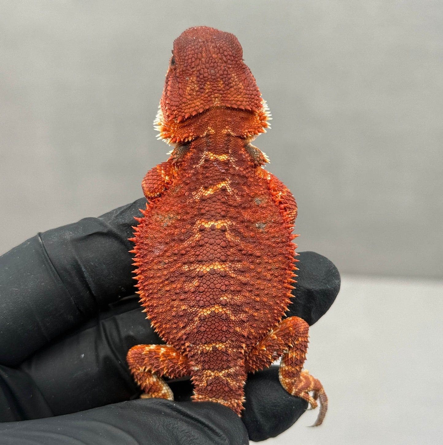 Red Monster Bearded Dragon 505