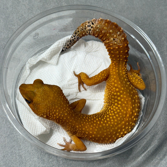 Tangerine Leopard Gecko 00005