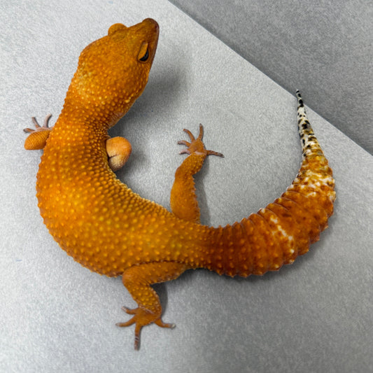 Tangerine Leopard Gecko 00001 9.5”