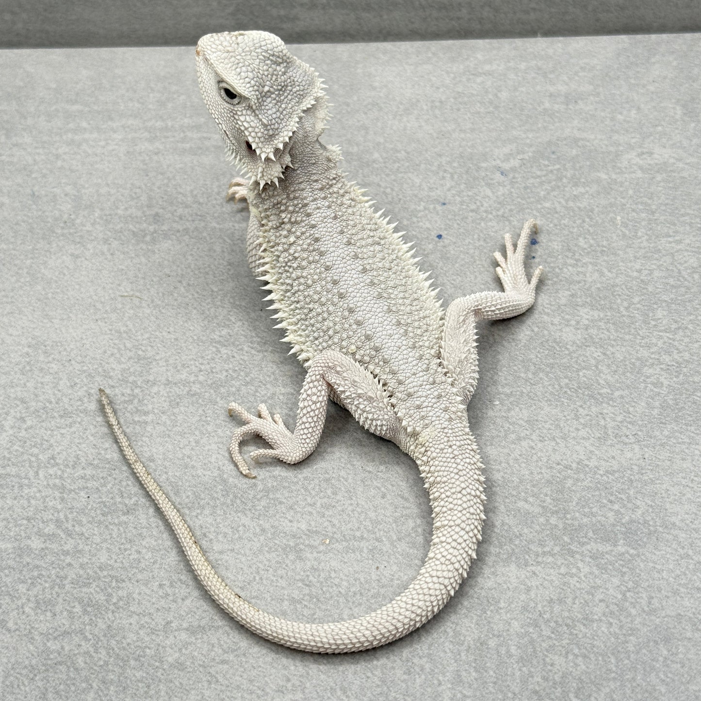 Hypo Zero Bearded Dragon 756