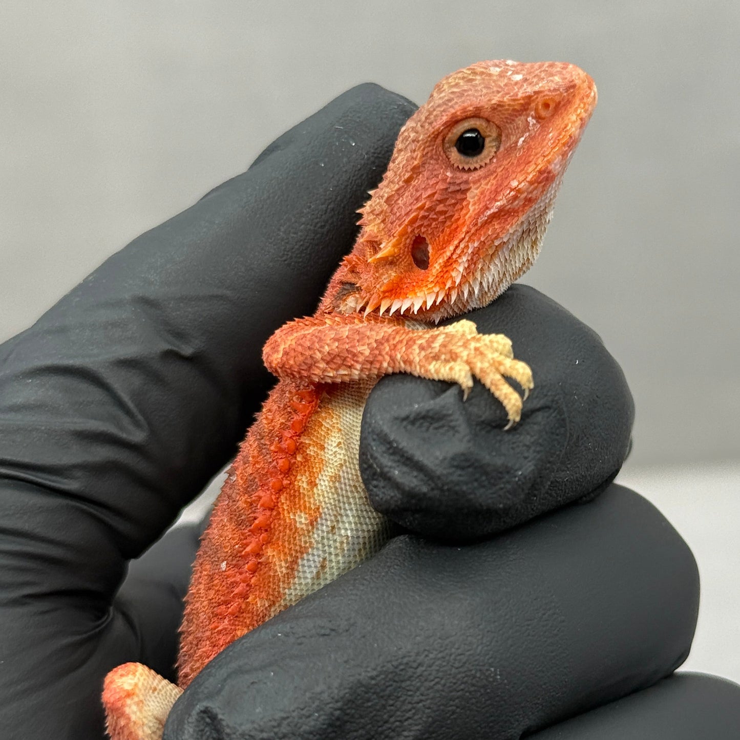 Red Trans Bearded Dragon 645