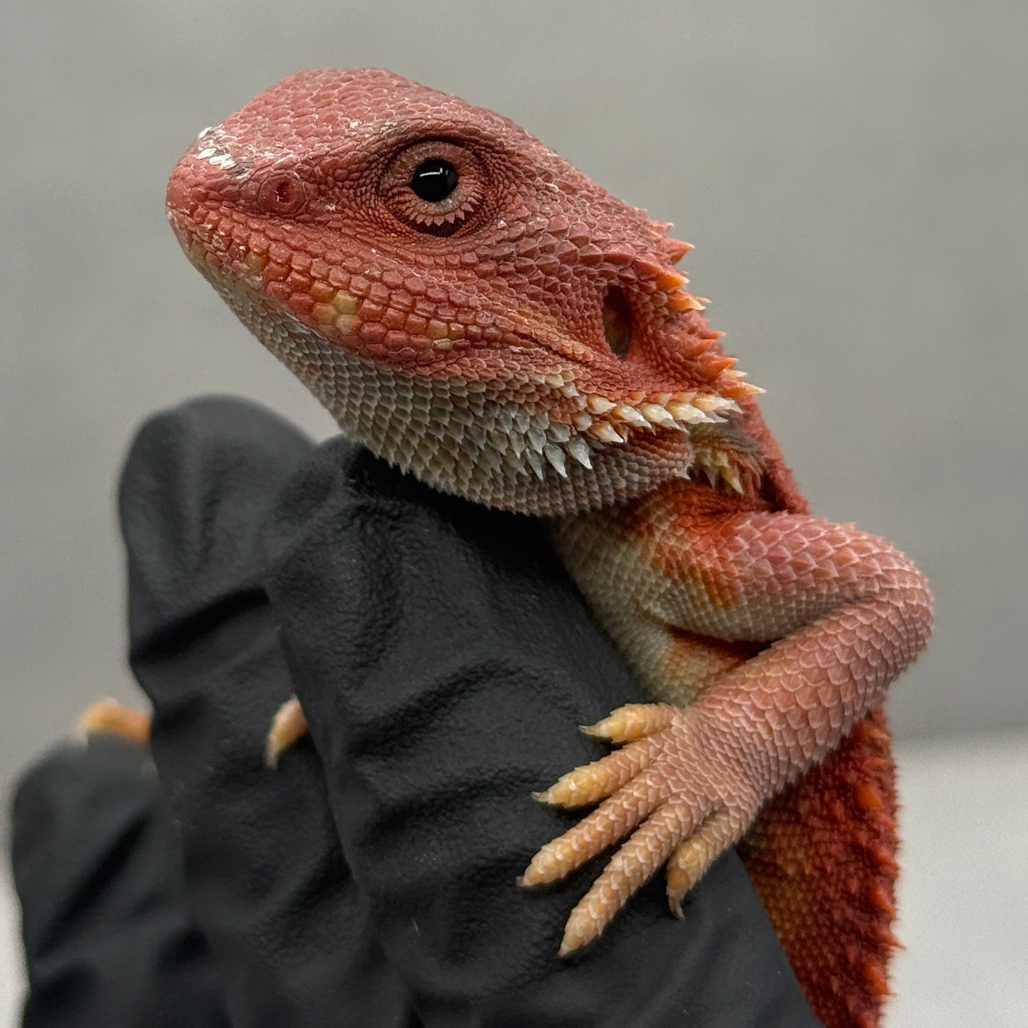 Hypo Trans Bearded Dragon 646