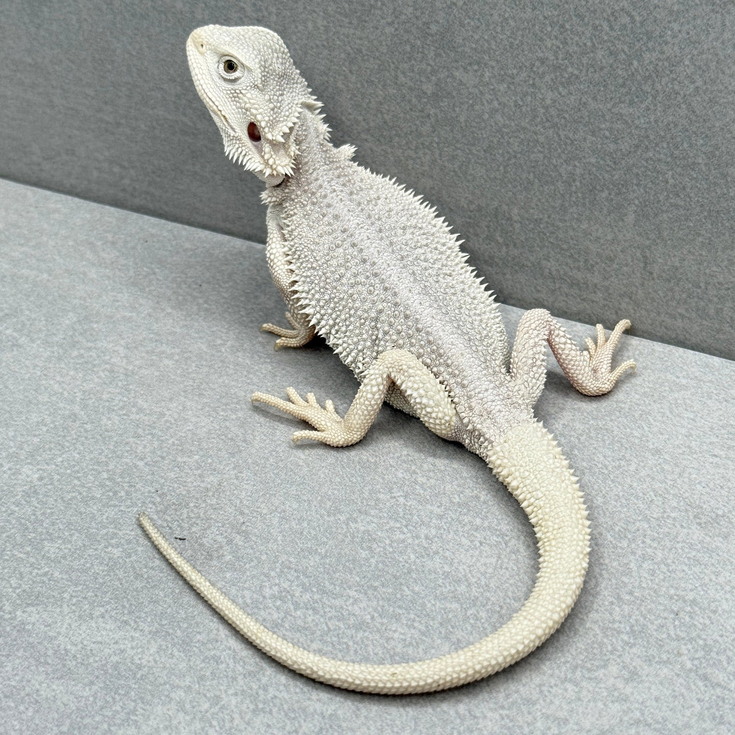 Hypo Zero Bearded Dragon 311