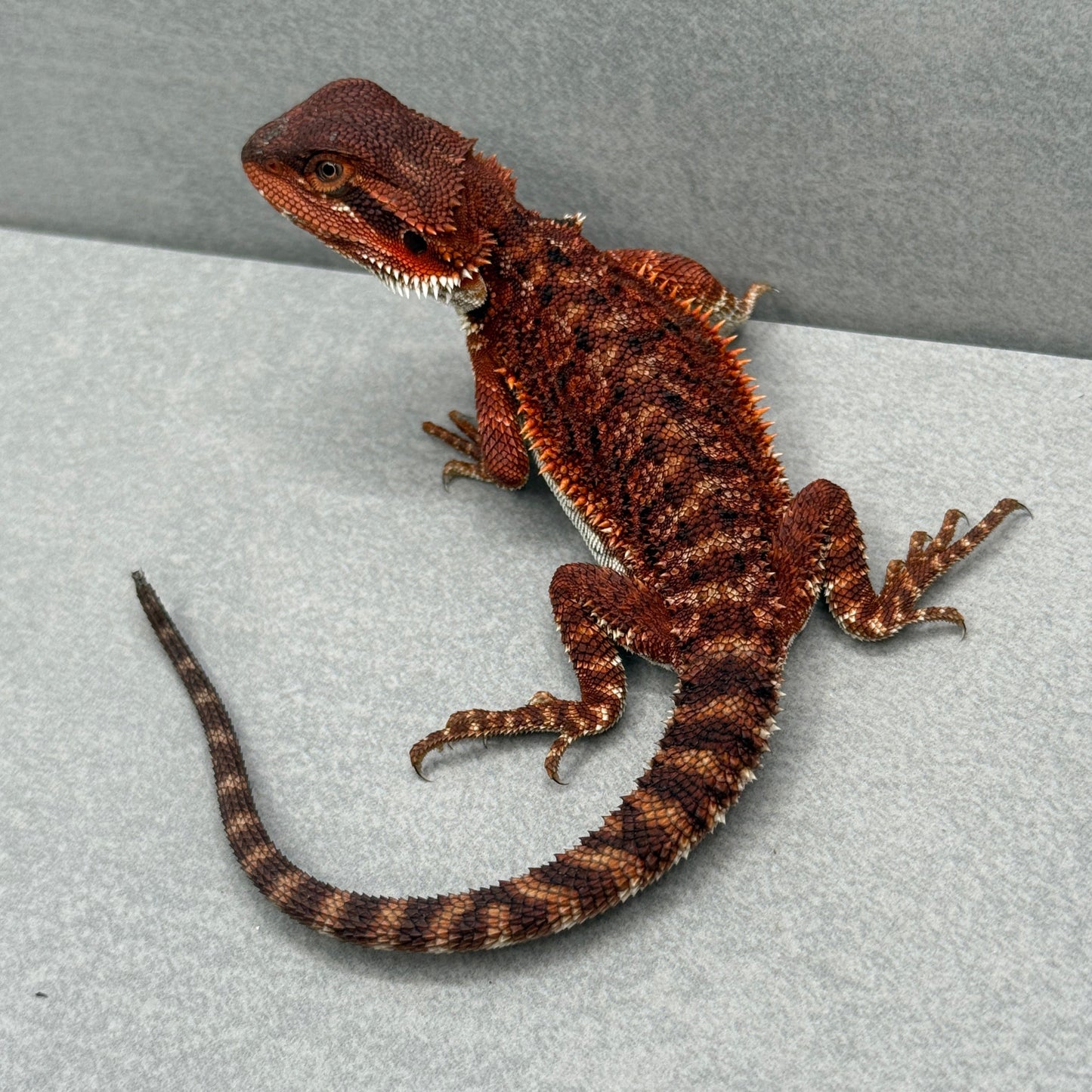 Red Monster tail nip 314