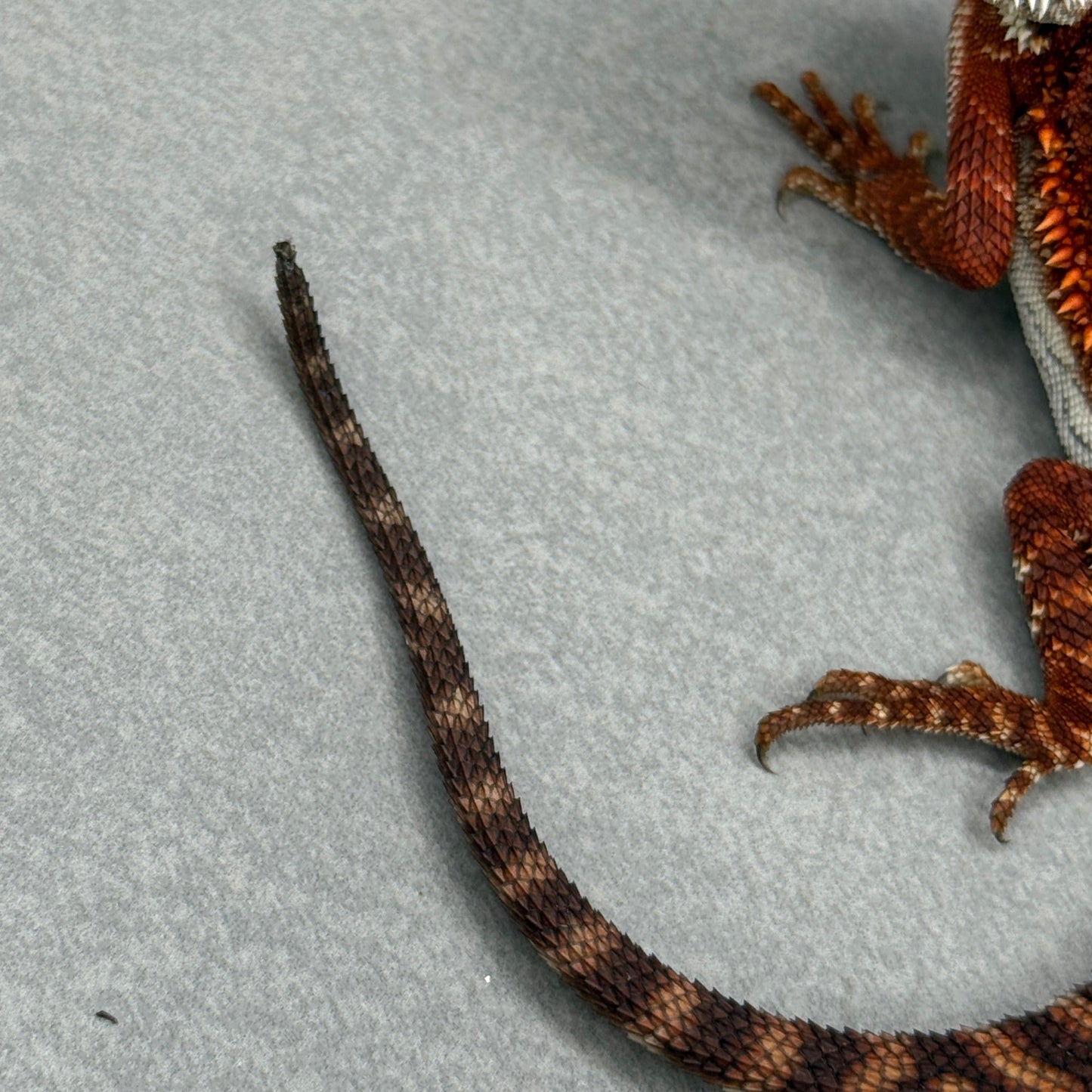Red Monster tail nip 314