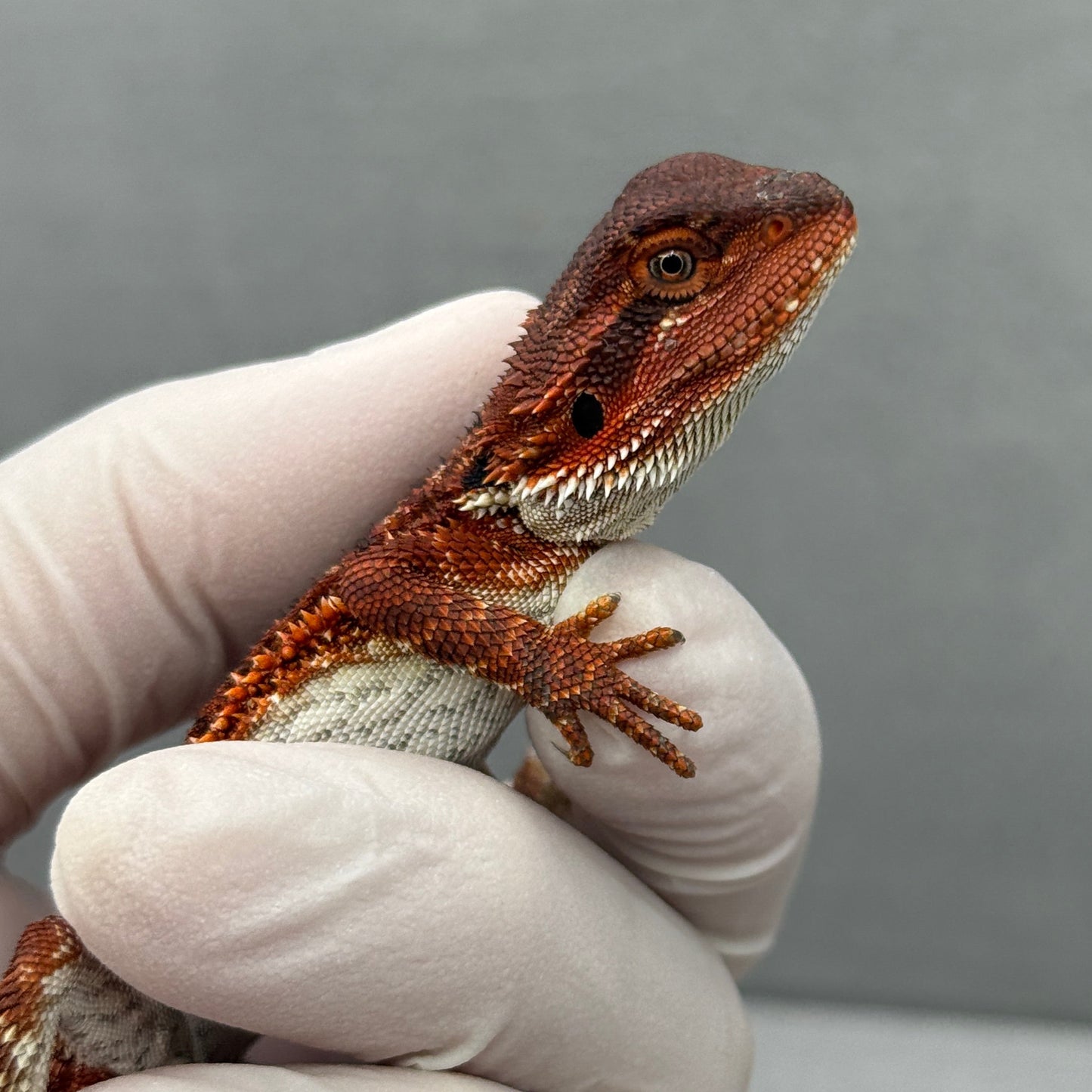 Red Monster tail nip 314