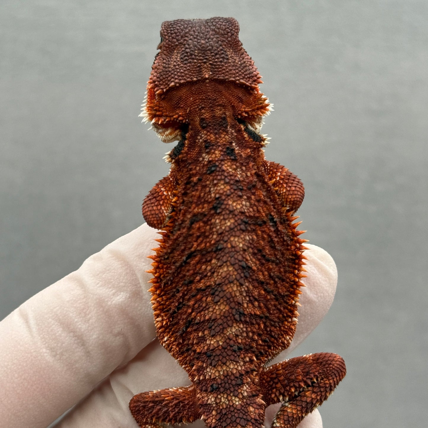 Red Monster tail nip 314