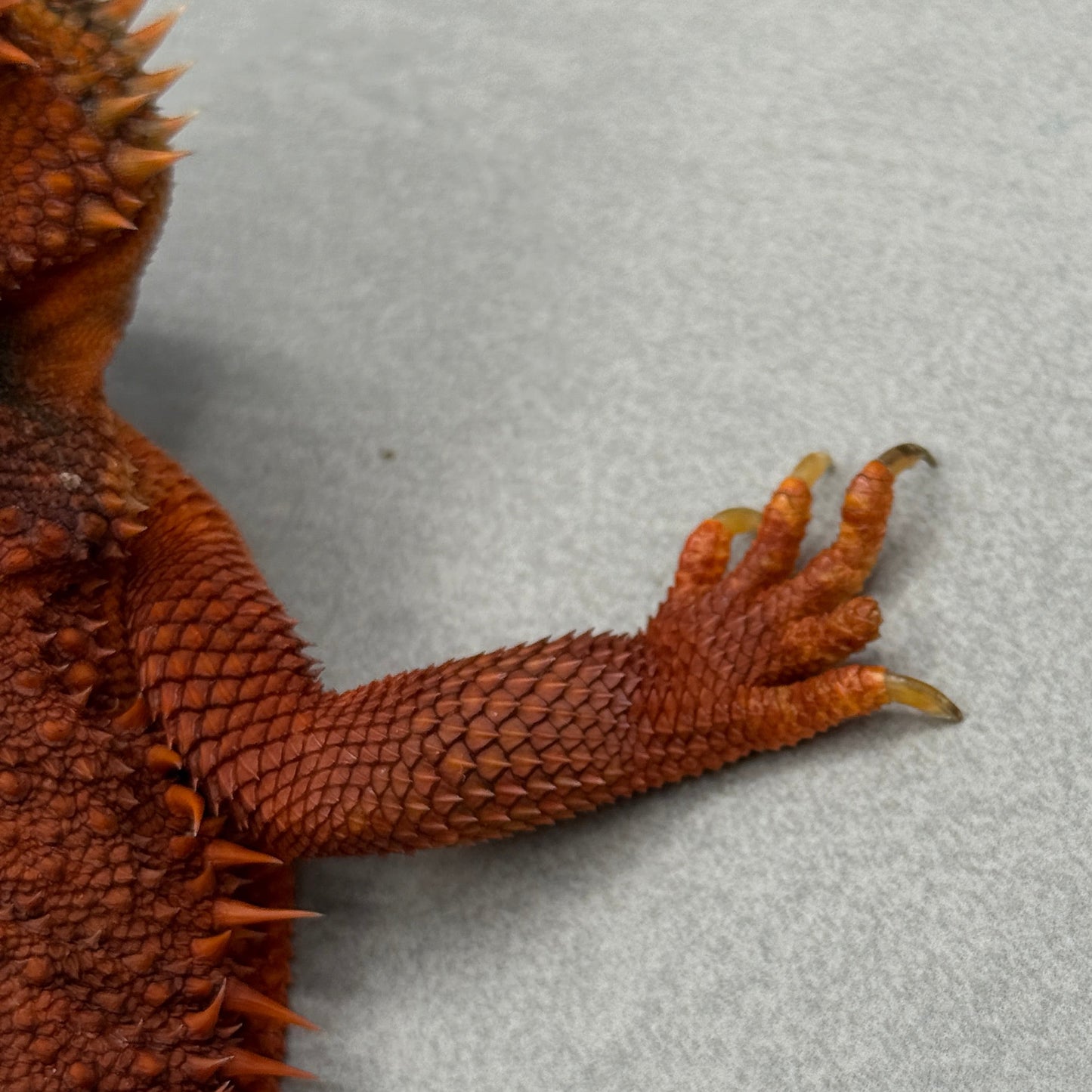 Adult Trans Red Monster Bearded Dragon 315