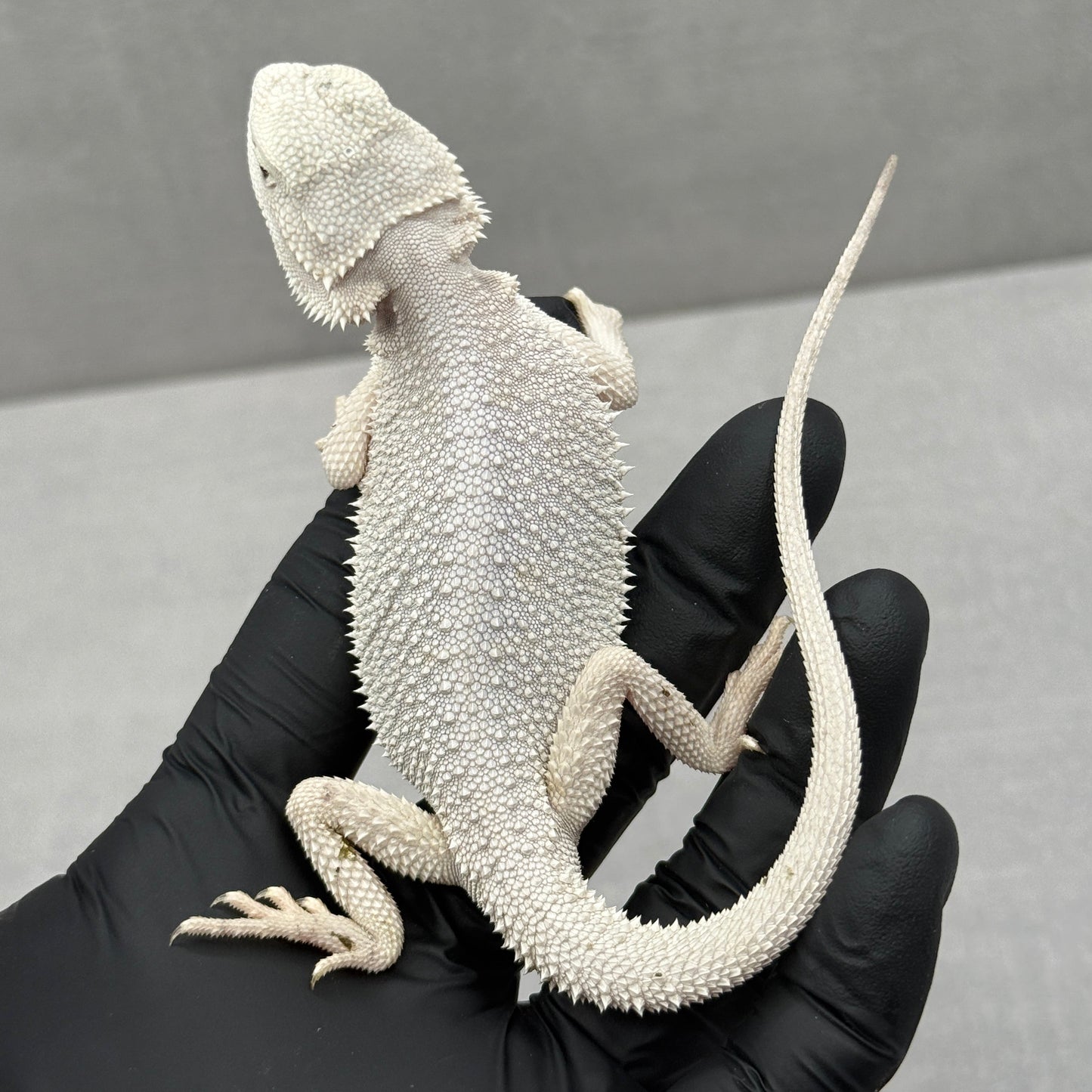 Hypo Zero Bearded Dragon 720
