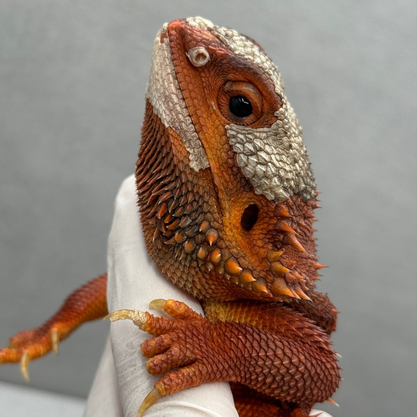 Adult Trans Red Monster Bearded Dragon 315