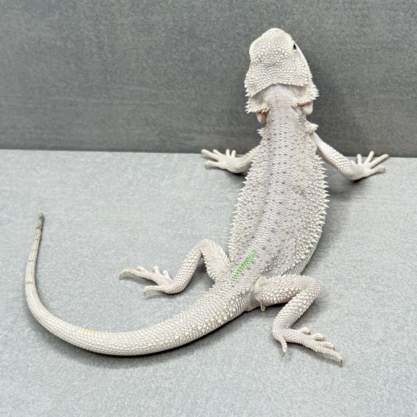 Hypo Zero Bearded Dragon 318