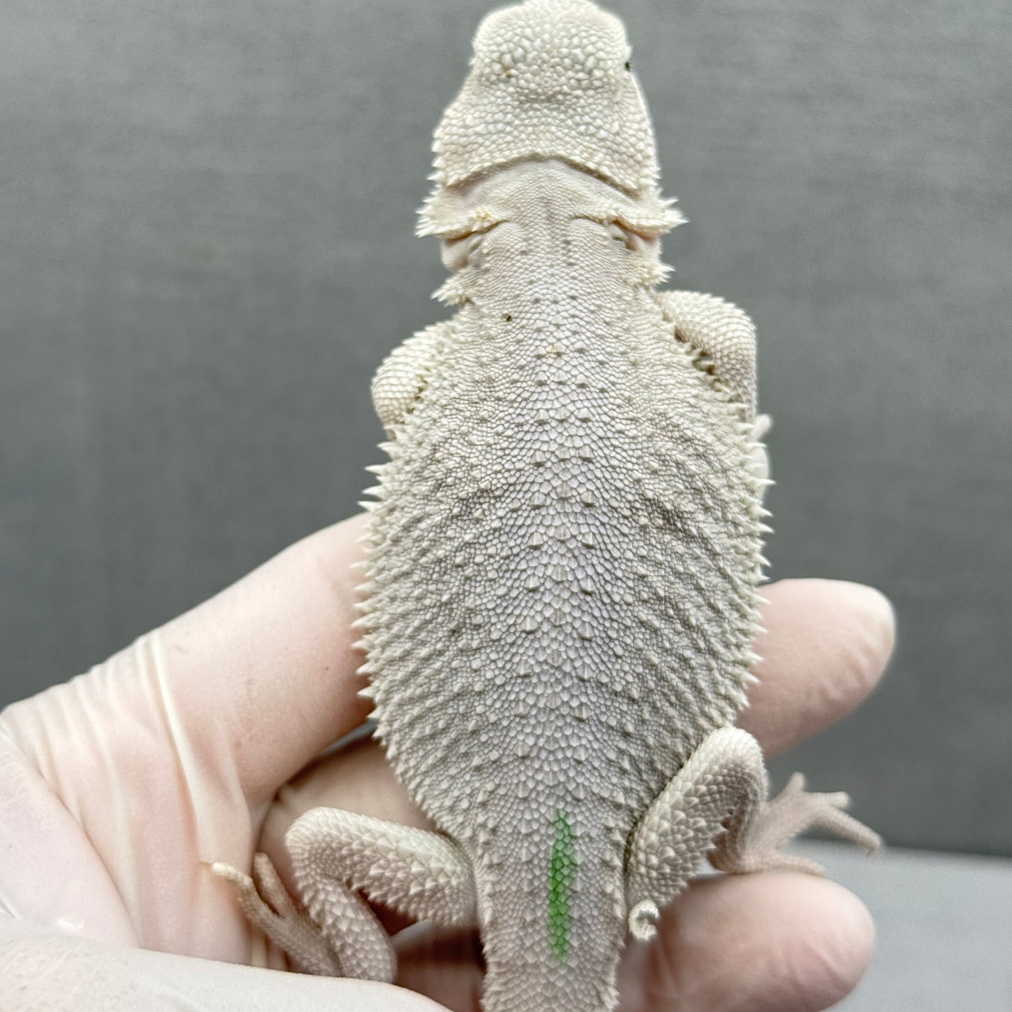 Hypo Zero Bearded Dragon 318