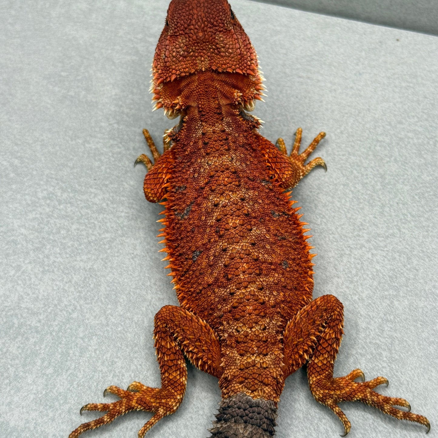Red Monster Bearded Dragon 319