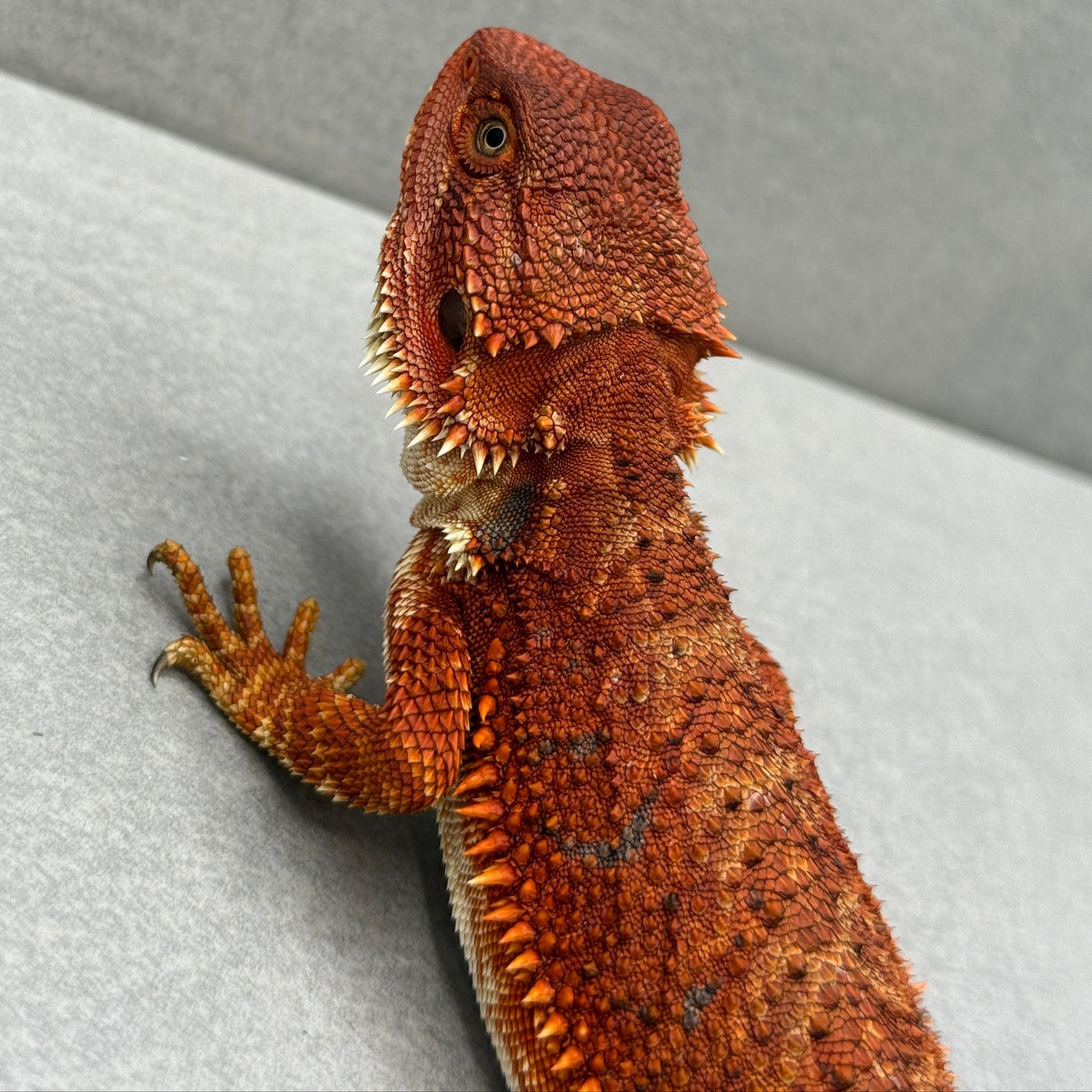 Red Monster Bearded Dragon 319