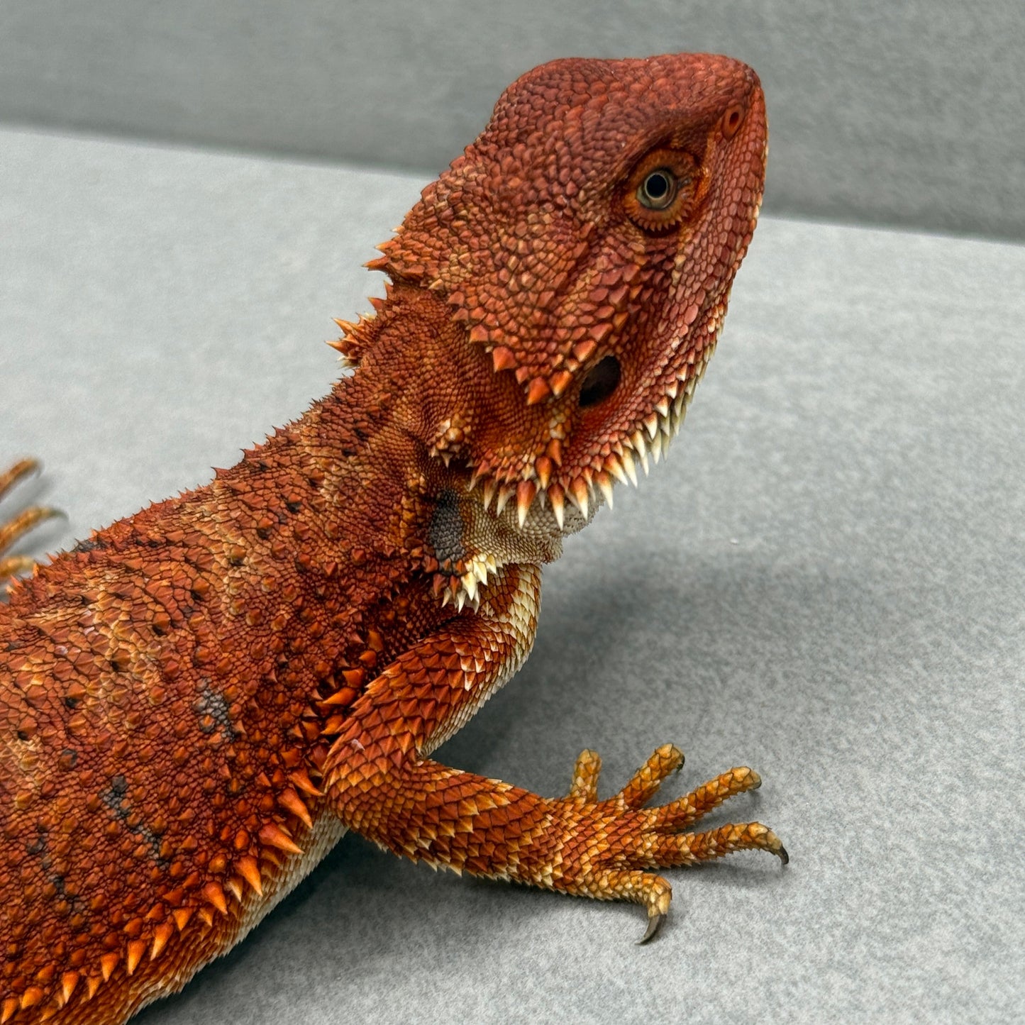 Red Monster Bearded Dragon 319