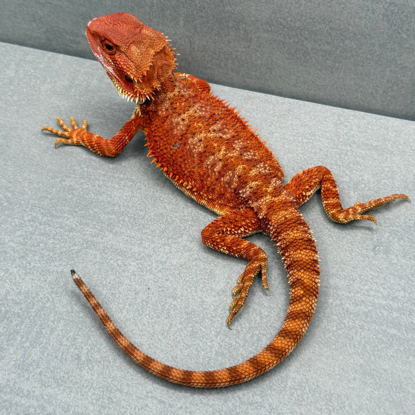 Hypo Red Monster Bearded Dragon 321