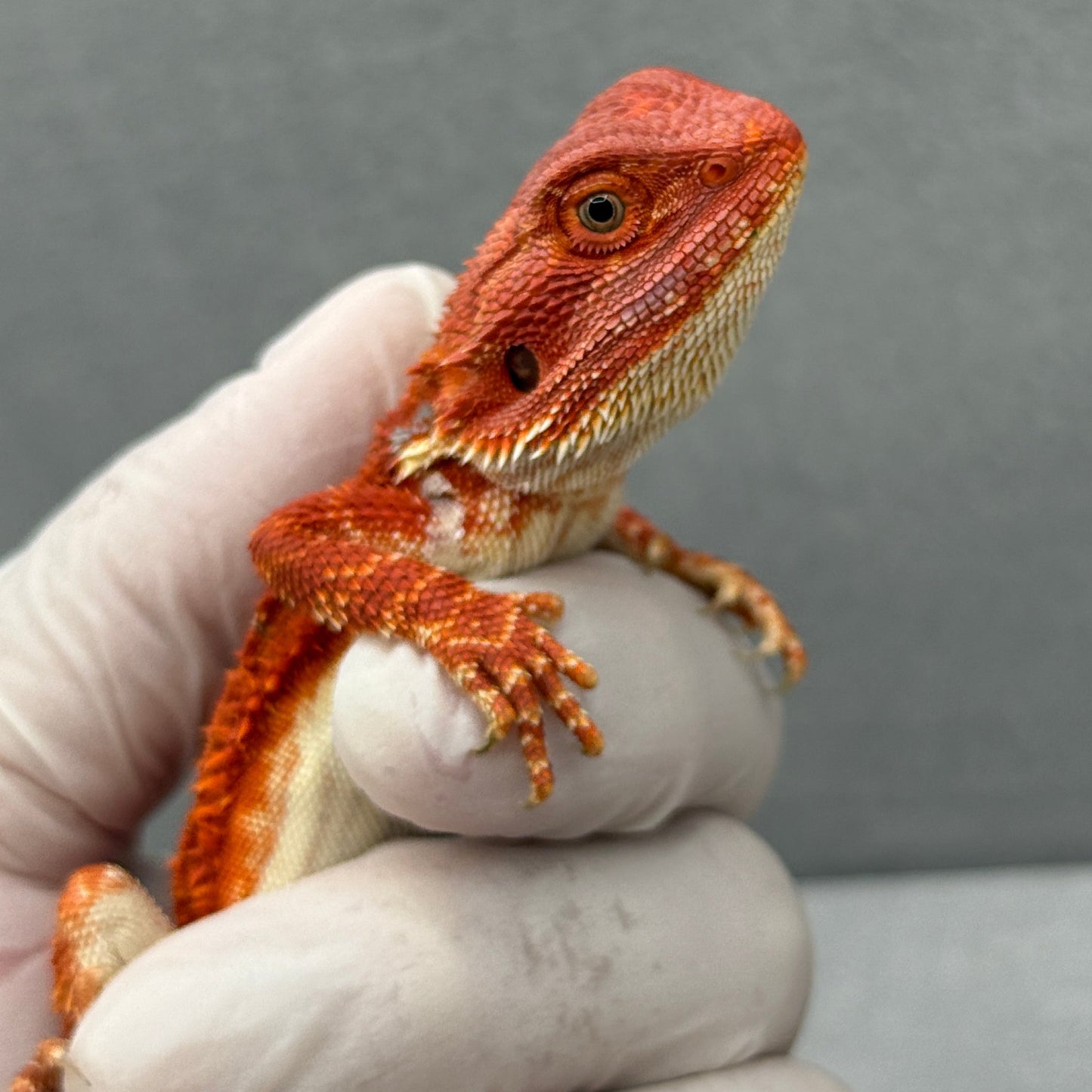 Red Monster Bearded Dragon 323