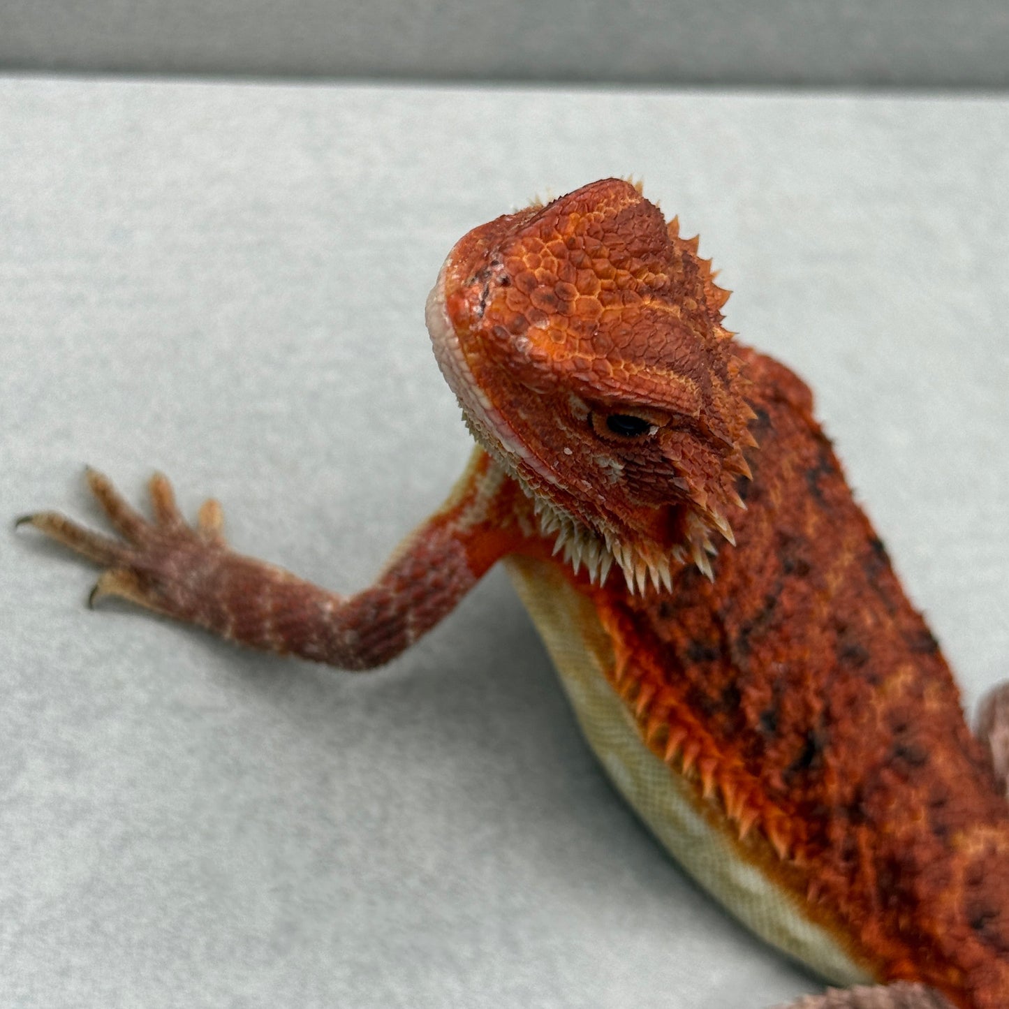 Red Trans Bearded Dragon 324