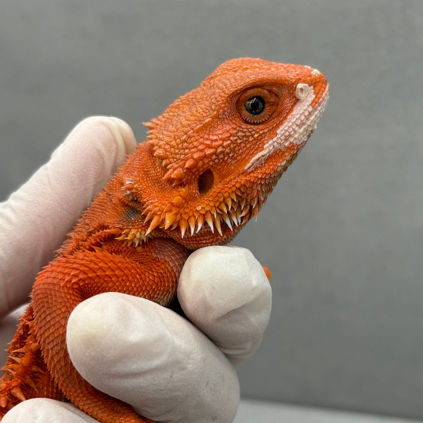 Hypo 75% Red Monster 325