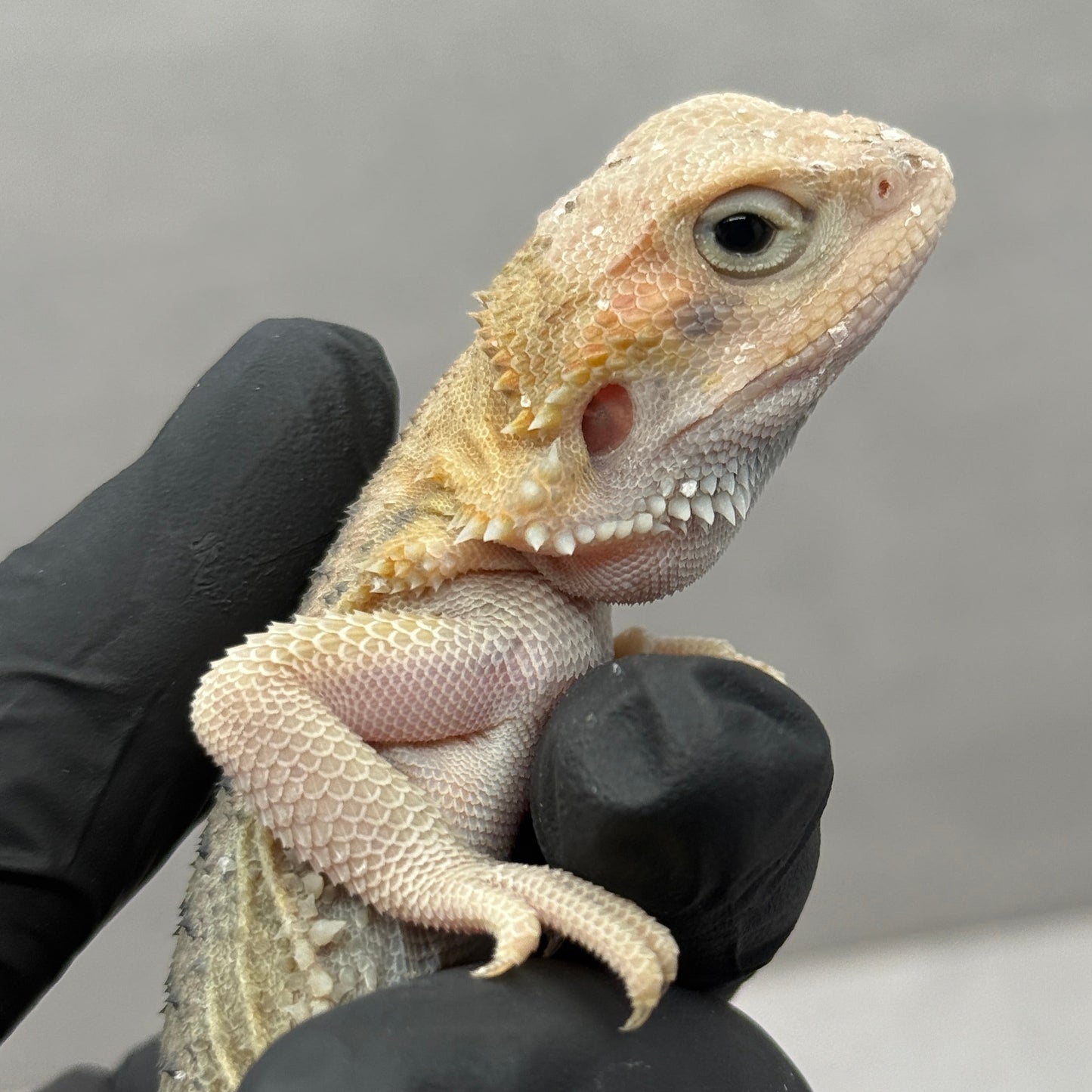 Hypo Trans Thunderbolt Bearded Dragon