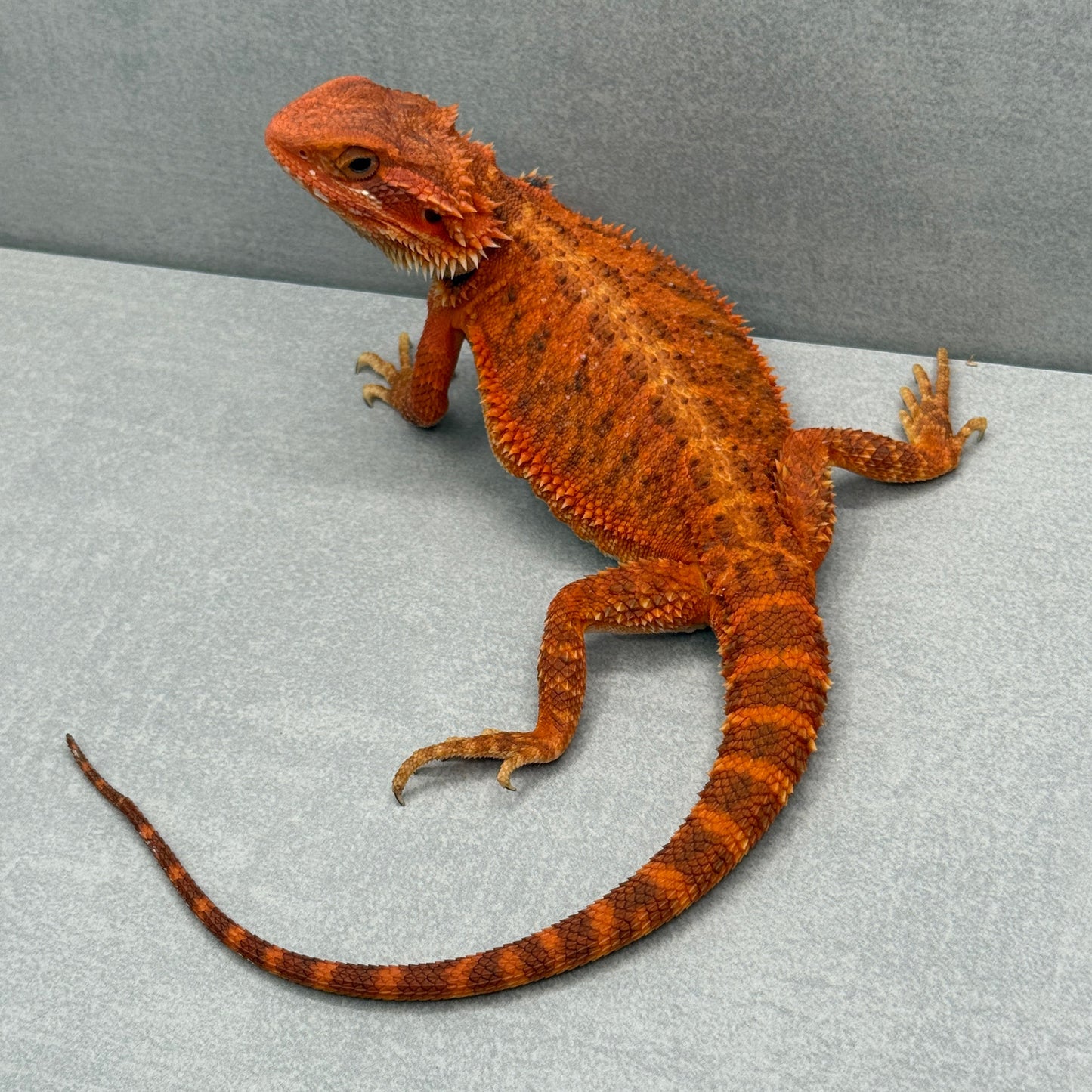Trans Vibrant Orange Bearded Dragon 335