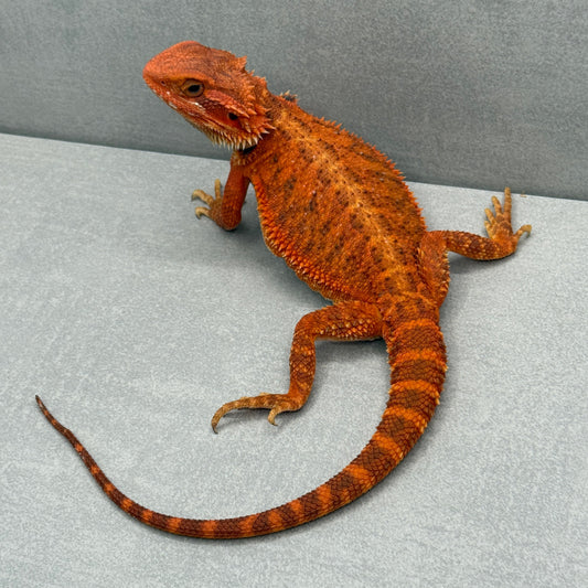 Trans Vibrant Orange Bearded Dragon 335