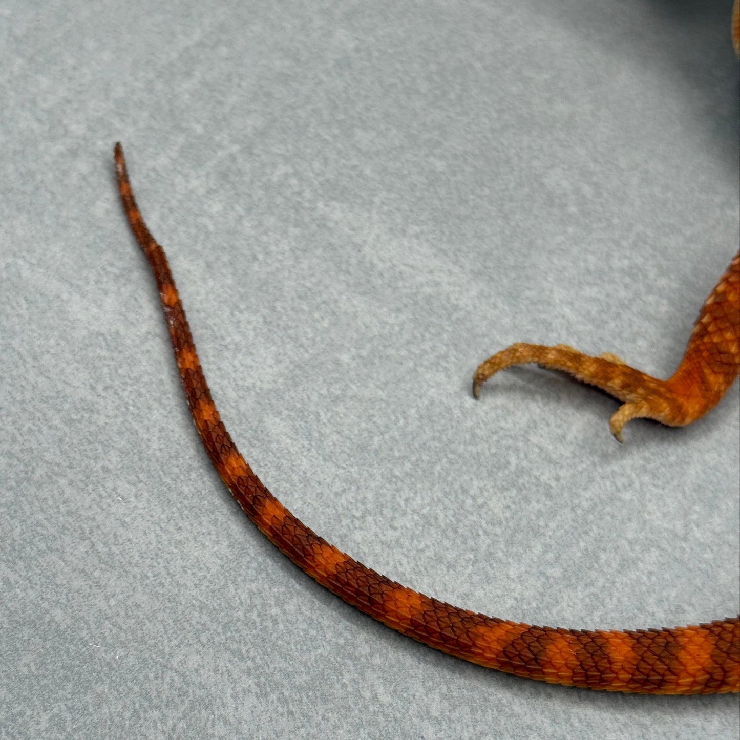 Trans Vibrant Orange Bearded Dragon 335