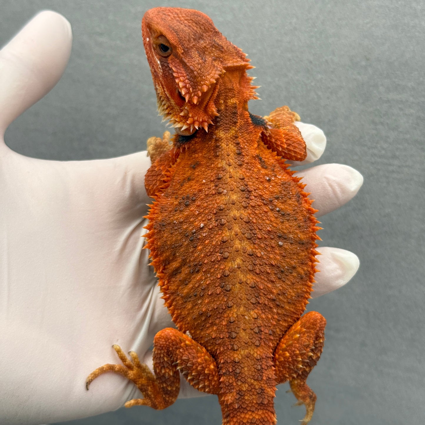 Trans Vibrant Orange Bearded Dragon 335