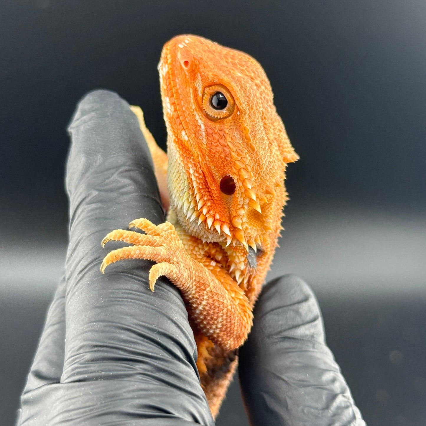 Orange Hypo Trans Bearded Dragon 660