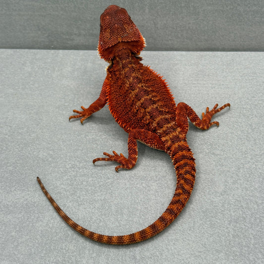 Red Monster Bearded Dragon 278