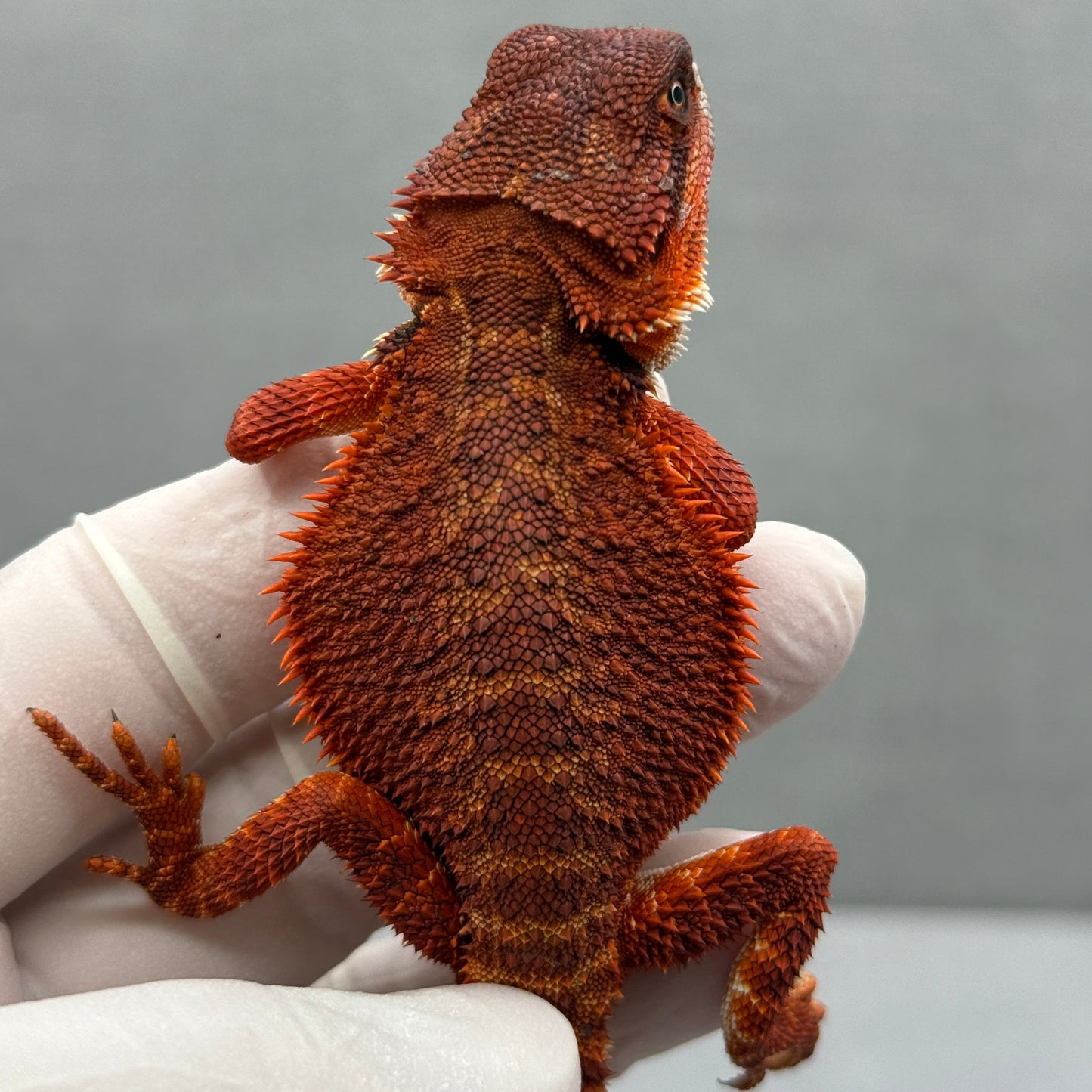 Red Monster Bearded Dragon 278