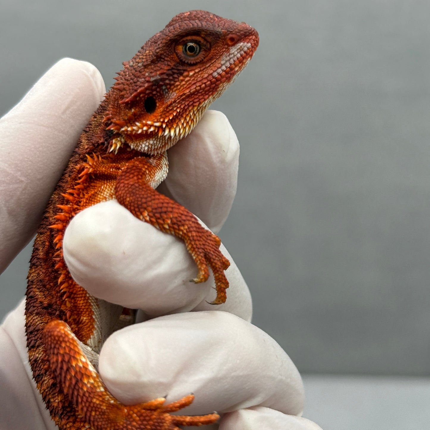 Red Monster Bearded Dragon 278