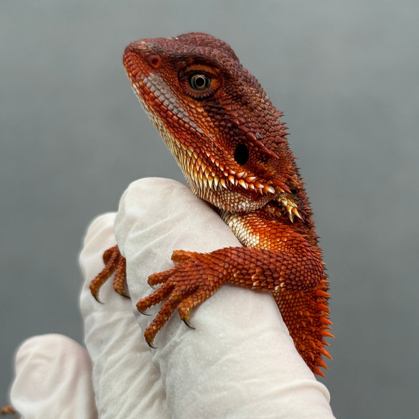 Red Monster Bearded Dragon 278