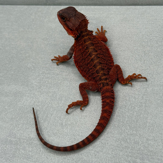 Female Dark Red Monster Bearded Dragon 340