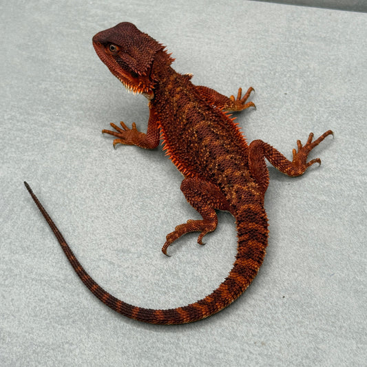 Red Monster Bearded Dragon 341