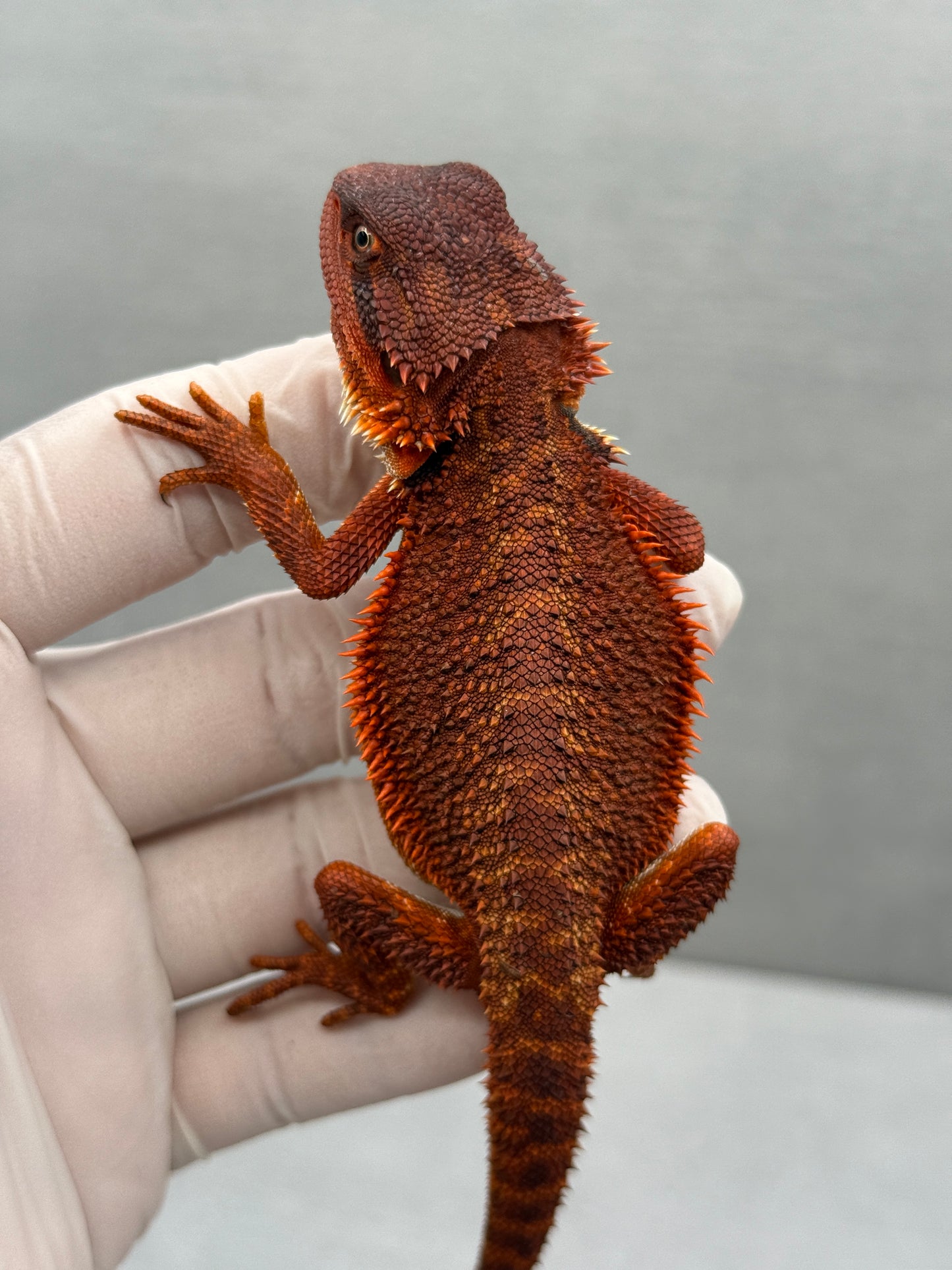 Red Monster Bearded Dragon 341
