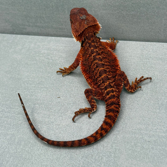 Red Monster Bearded Dragon 342