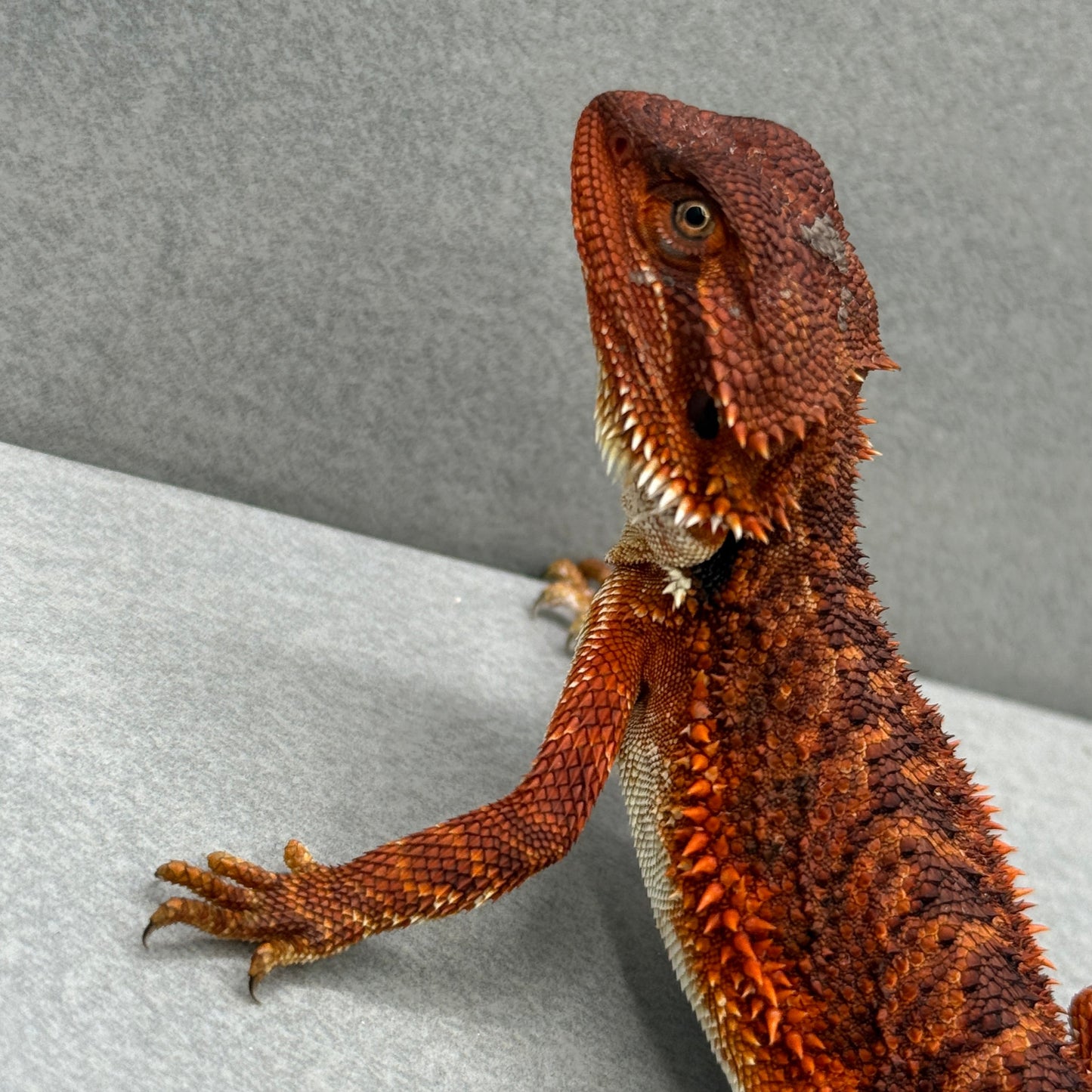 Red Monster Bearded Dragon 342