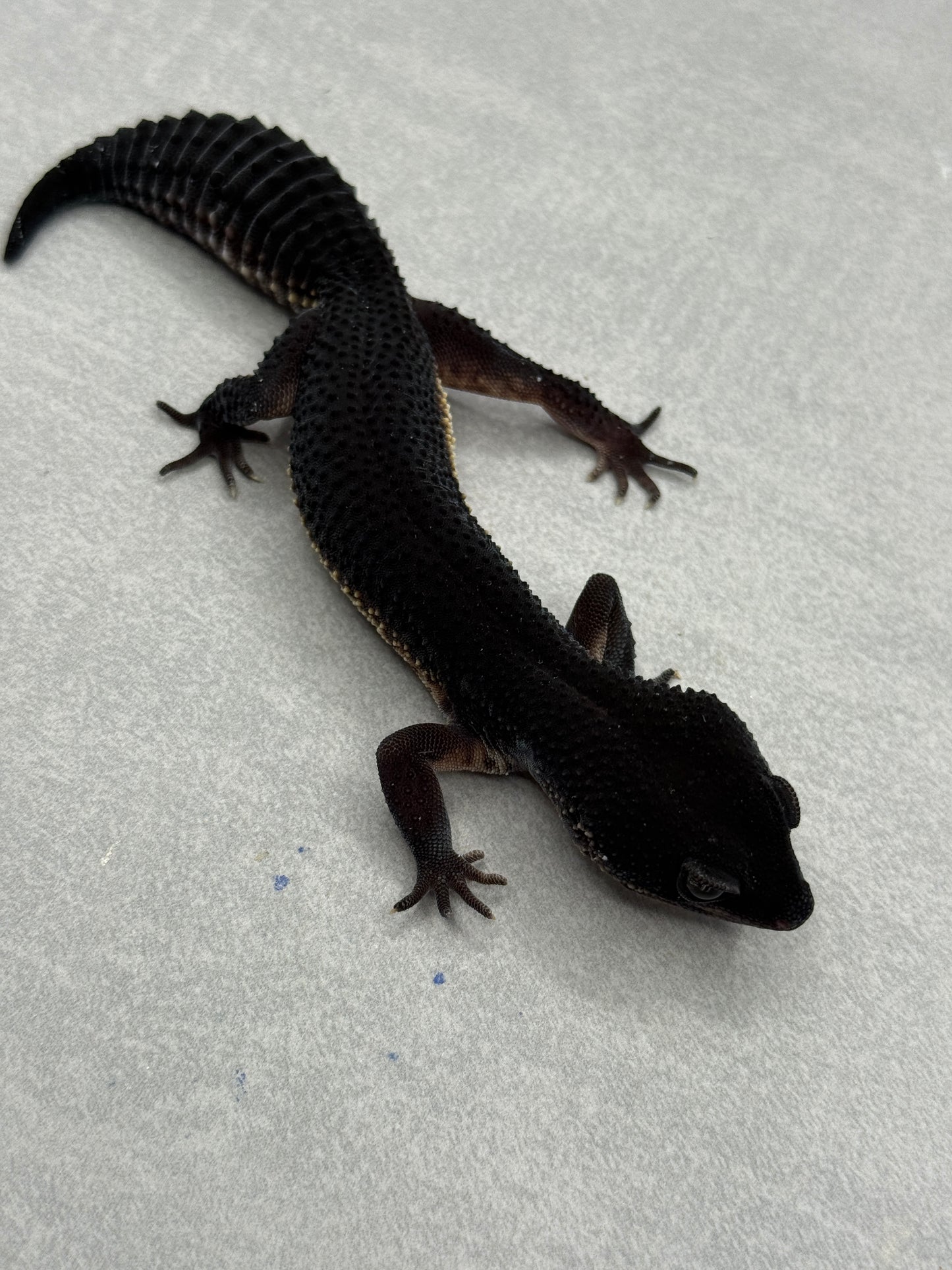 x2 Black Night Females