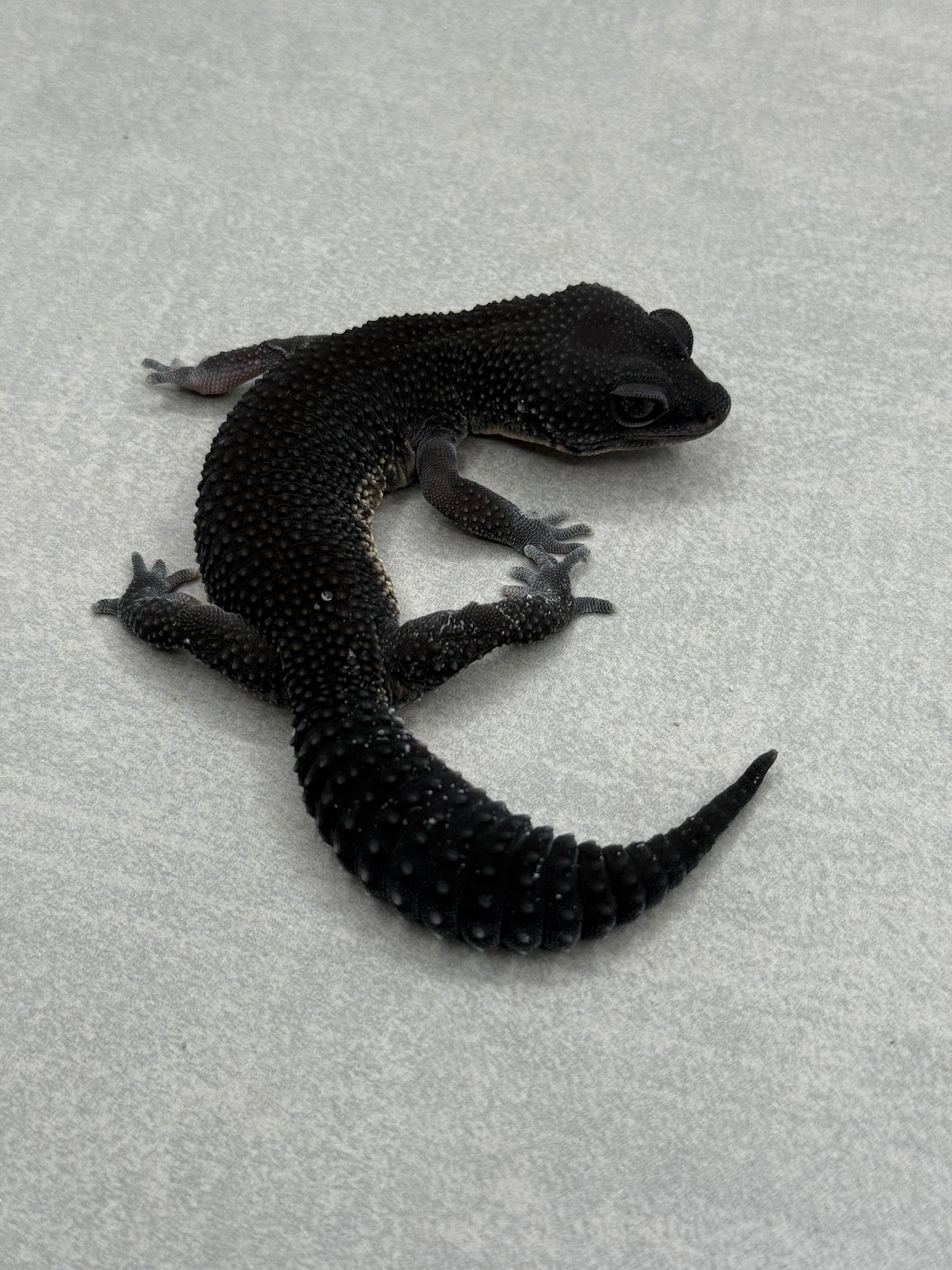 x2 Black Night Females