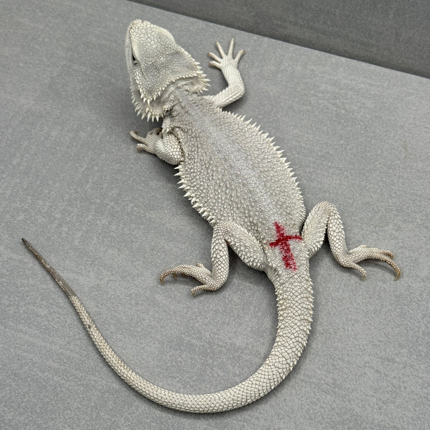 Hypo Zero Bearded Dragon 360