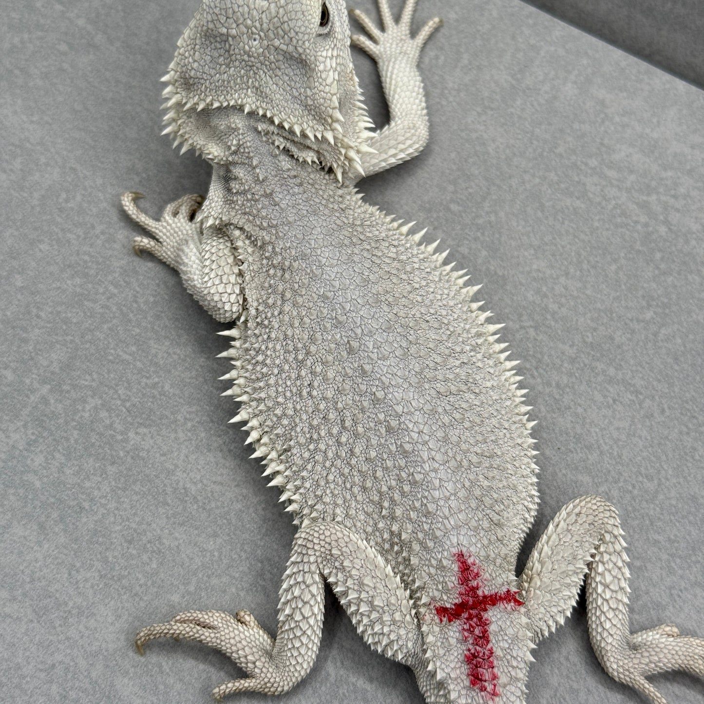 Hypo Zero Bearded Dragon 360