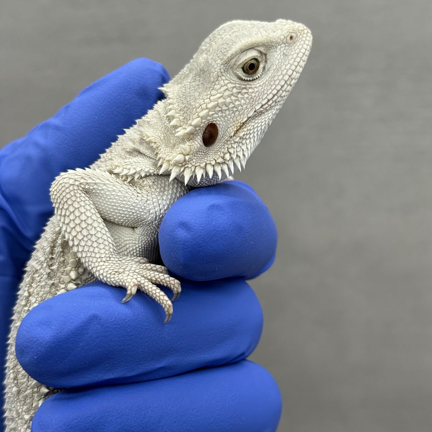 Hypo Zero Bearded Dragon 360