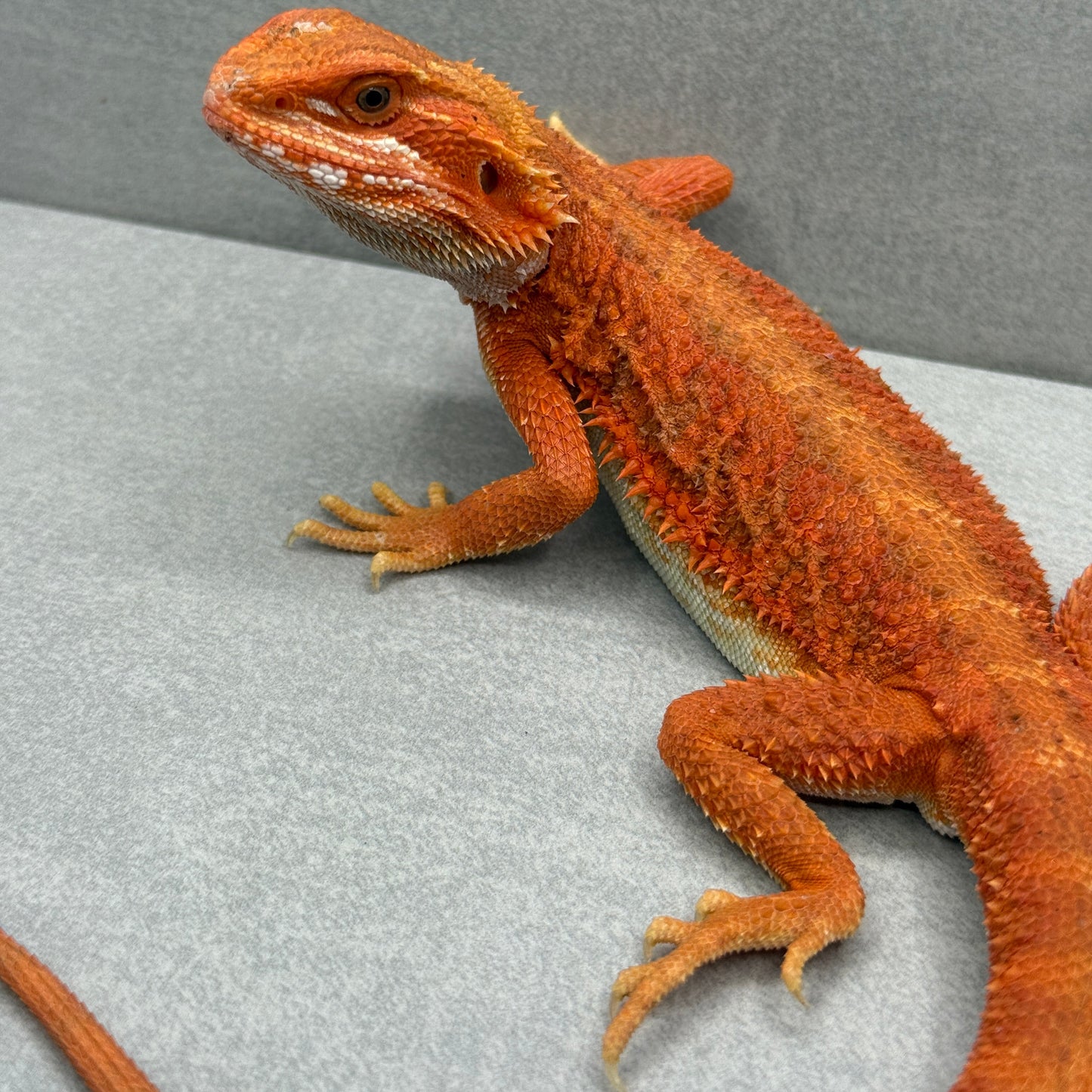 Hypo Bearded Dragon 361