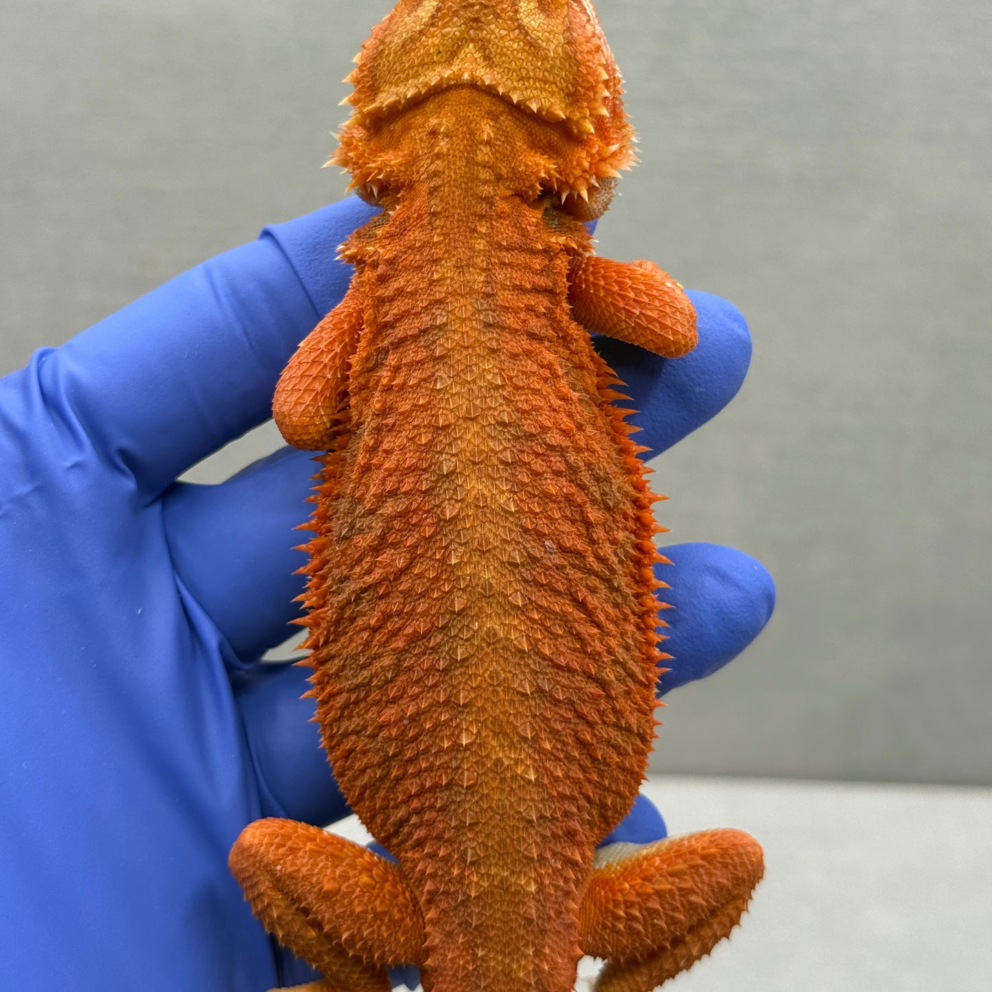 Hypo Bearded Dragon 361