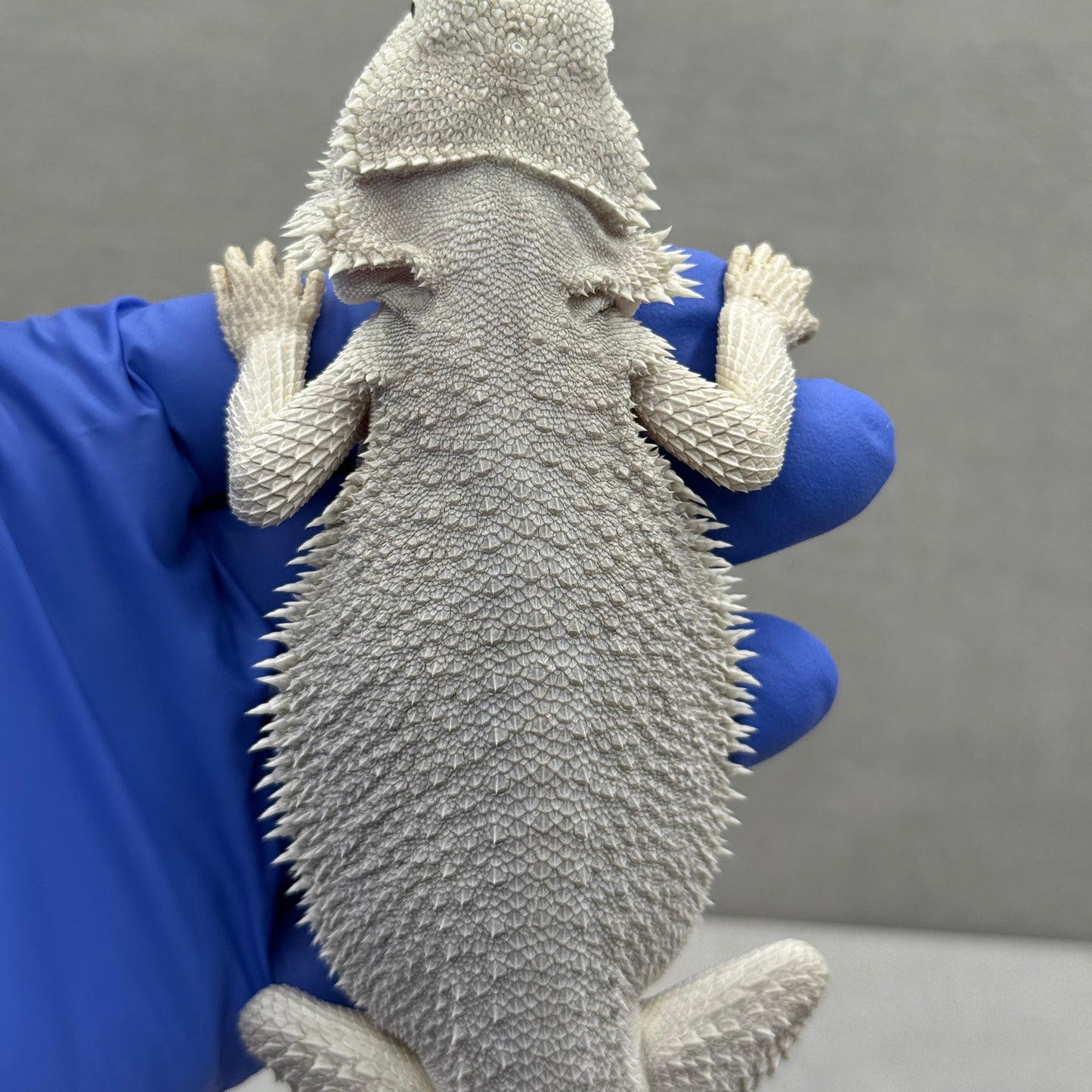 Hypo Zero Bearded Dragon 362