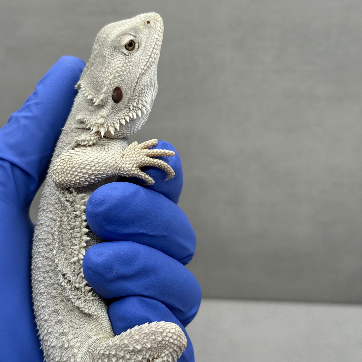 Hypo Zero Bearded Dragon 362