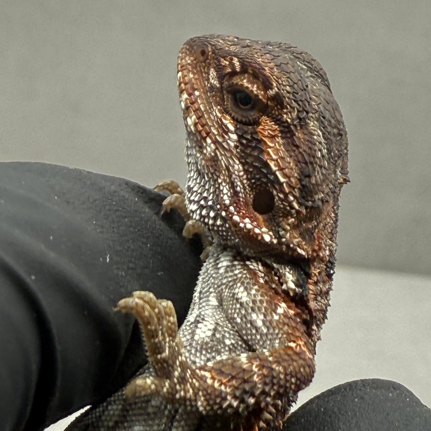 Red Monster Het Trans Bearded Dragon 900