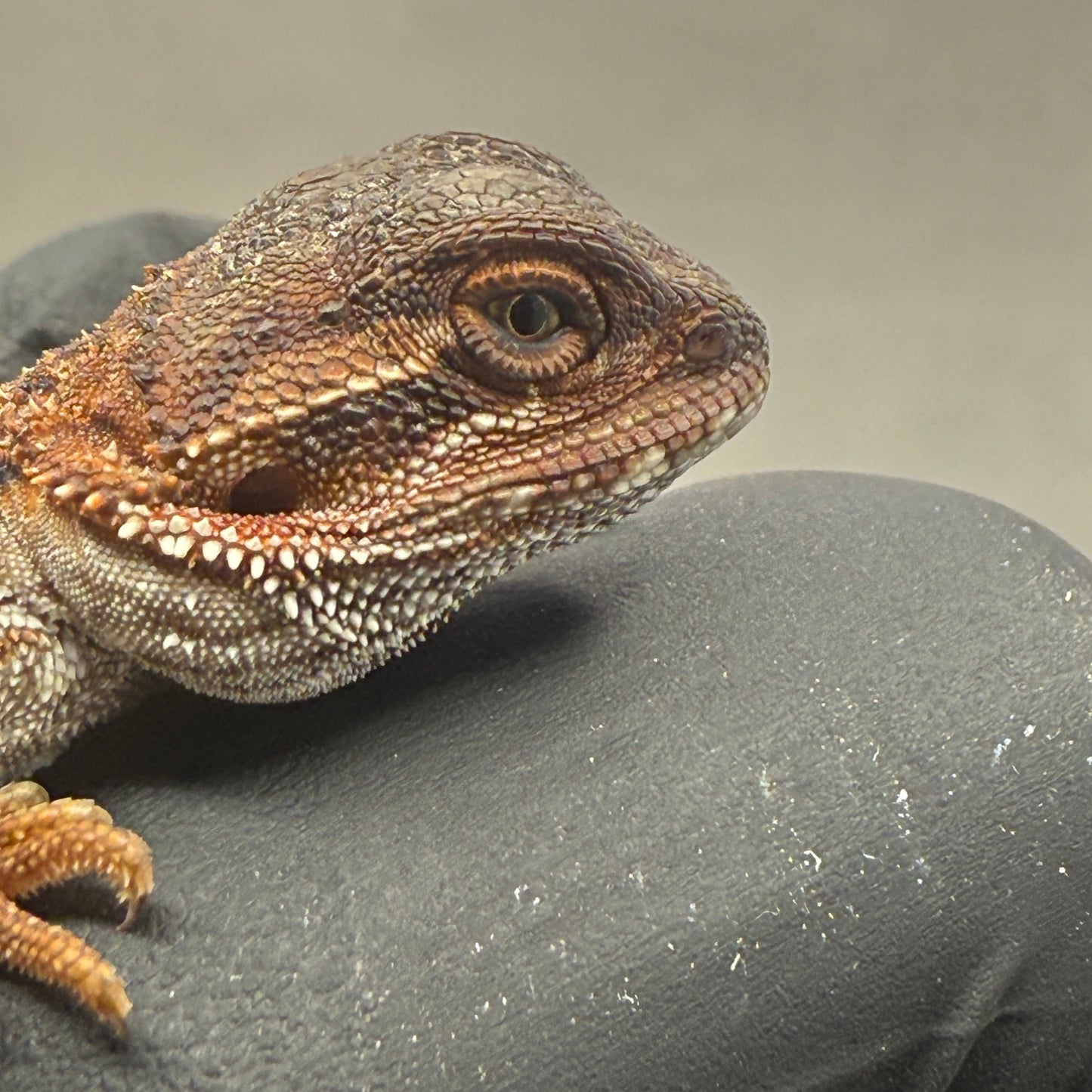 Red Monster Het Trans Bearded Dragon 901
